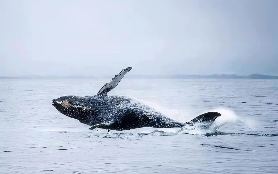 From Tromso: Whale Watching Tour On Motor Catamaran Image 7