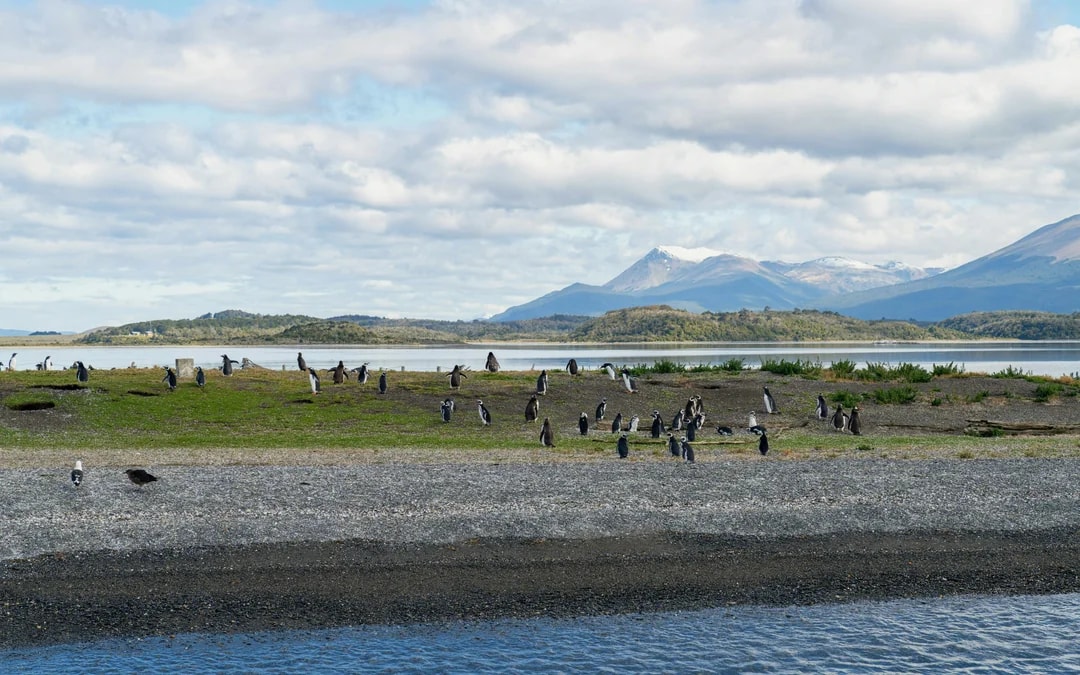 From Ushuaia: Beagle Channel Cruise Image 2