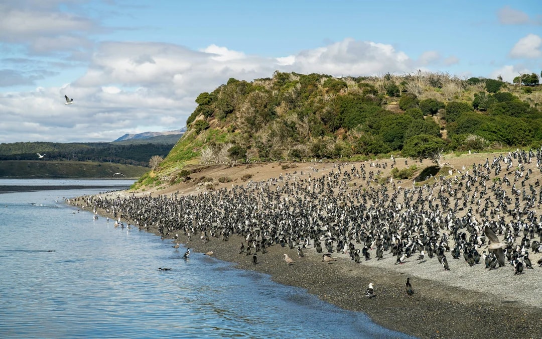 From Ushuaia: Beagle Channel Cruise Image 5