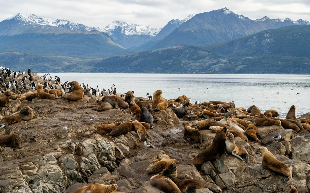 From Ushuaia: Beagle Channel Cruise Image 7