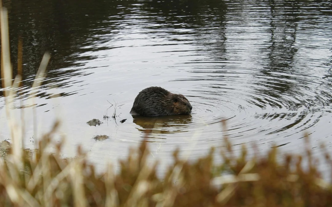 From Ushuaia: Escondido & Fagnano Lakes Tour Image 8