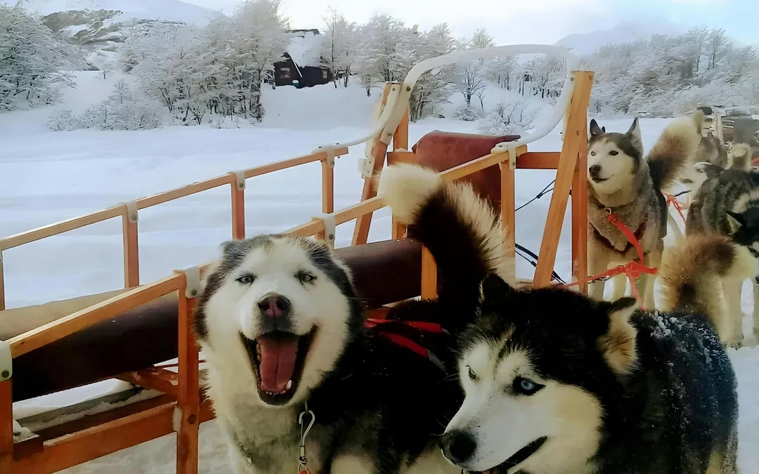 From Ushuaia: Snow Experience with Snowmobile & Husky Sled Image 5