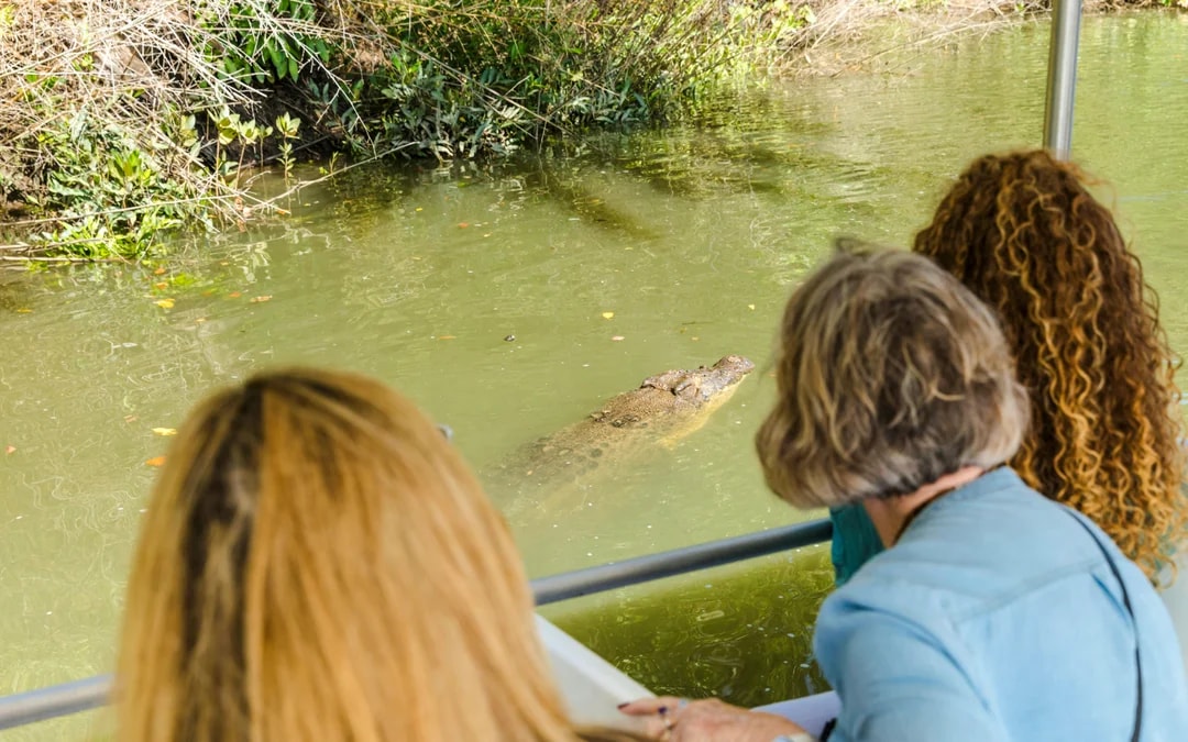 Tourists observing a crocodile in the water during Billy Tea Safaris, Daintree & Cape Tribulation.