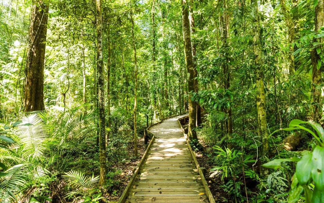 Wooden boardwalk through lush Daintree Rainforest, part of Billy Tea Safaris tour.