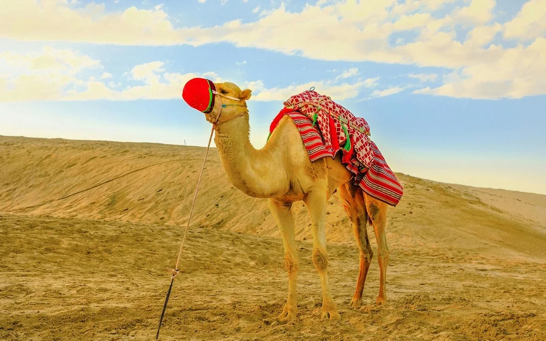 Full-Day Doha City Tour & Desert Safari with Camel Ride & Inland Sea Visit Image 7