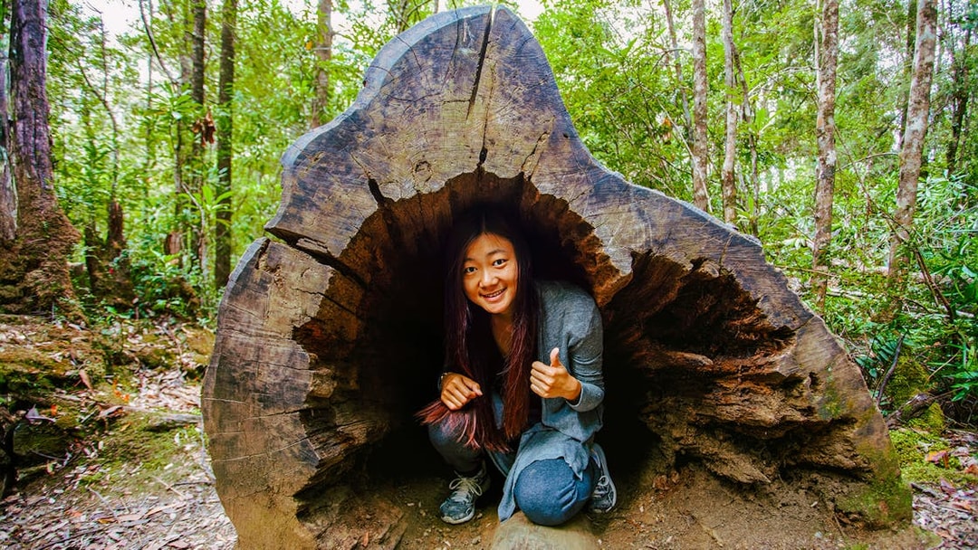 Person inside a hollow tree trunk at Tahune Airwalk forest.