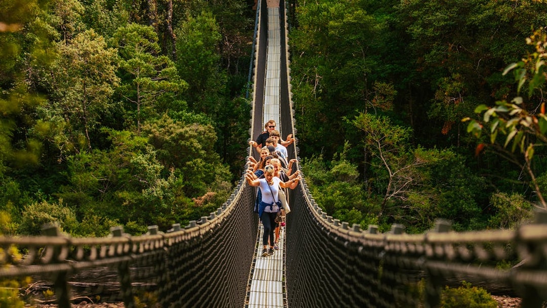 Visitors crossing a suspension bridge at Tahune Airwalk surrounded by lush forest.