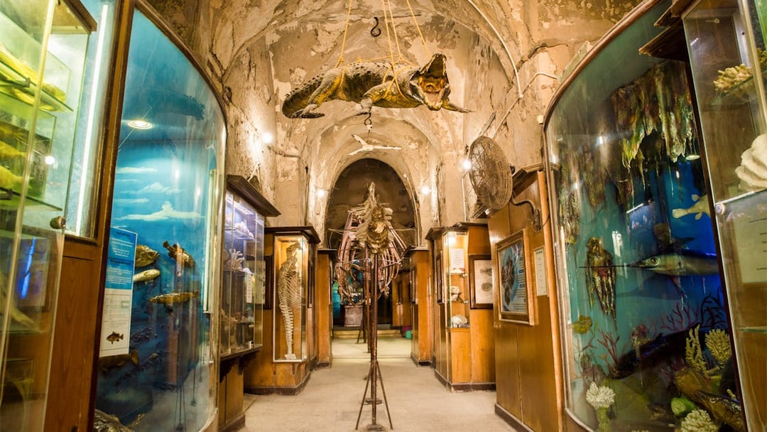 Natural history museum exhibit in Alexandria with marine life displays and skeletons.