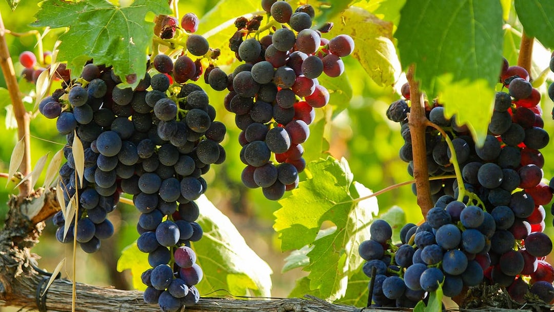 Grapes on a vine in Val D’Orcia vineyard during full-day tour.