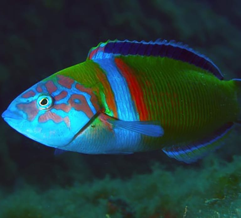 Funchal: First-Time Scuba Diving Adventure