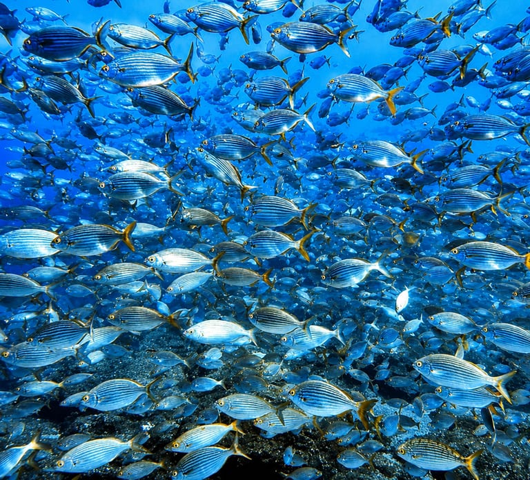 Funchal: First-Time Scuba Diving Adventure
