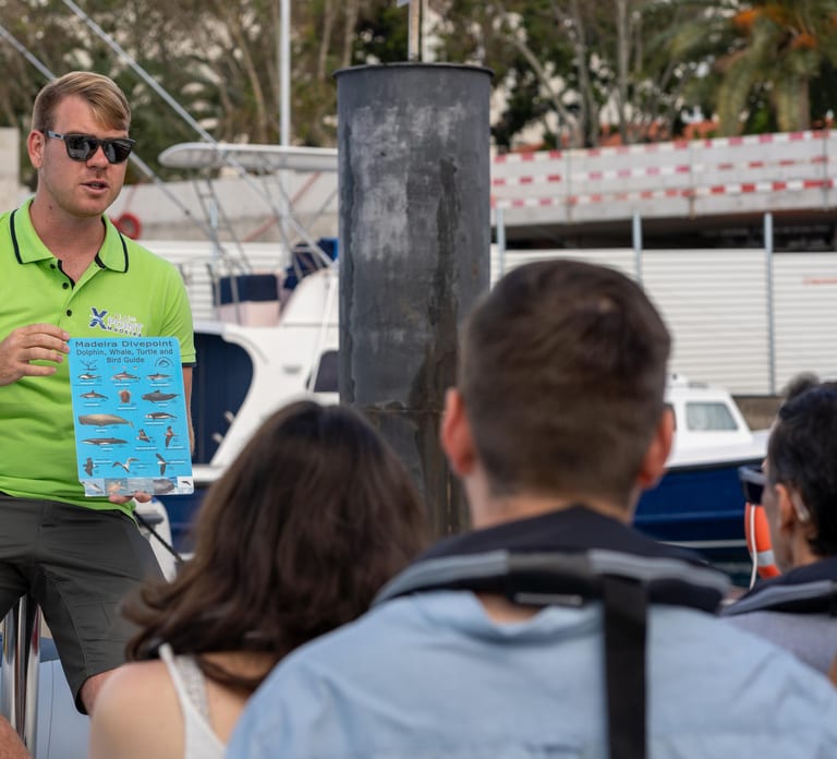 Funchal: RIB Whale Watching Cruise and Optional Dolphin Swim
