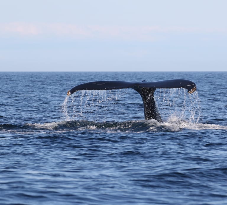 Funchal: RIB Whale Watching Cruise and Optional Dolphin Swim