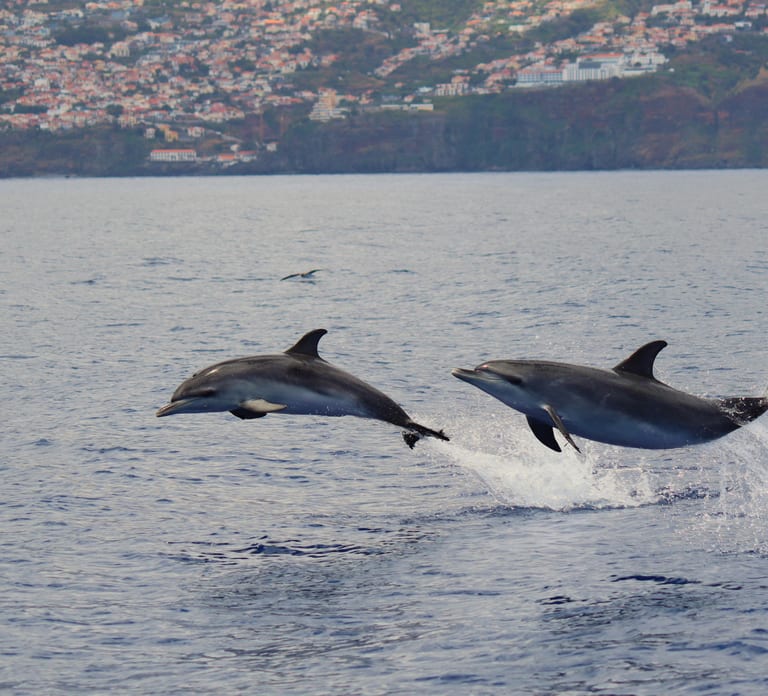 Funchal: RIB Whale Watching Cruise and Optional Dolphin Swim