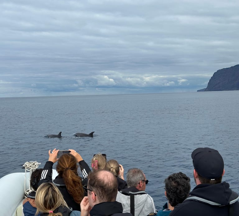Funchal: RIB Whale Watching Cruise and Optional Dolphin Swim