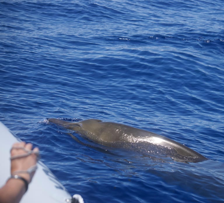 Funchal: RIB Whale Watching Cruise and Optional Dolphin Swim