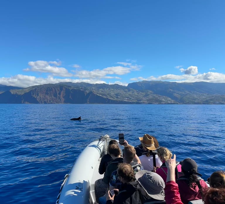 Funchal: RIB Whale Watching Cruise and Optional Dolphin Swim