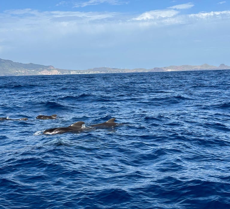 Funchal: RIB Whale Watching Cruise and Optional Dolphin Swim