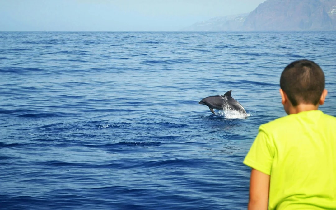 Funchal Small-Group Luxury Catamaran Dolphin & Whale Watching Image 7