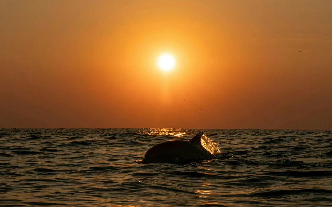 Funchal Sunset Sailing Dolphin & Whale Watching Image 4