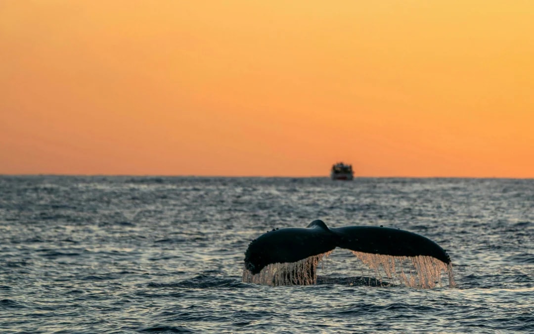 Funchal Sunset Sailing Dolphin & Whale Watching Image 7