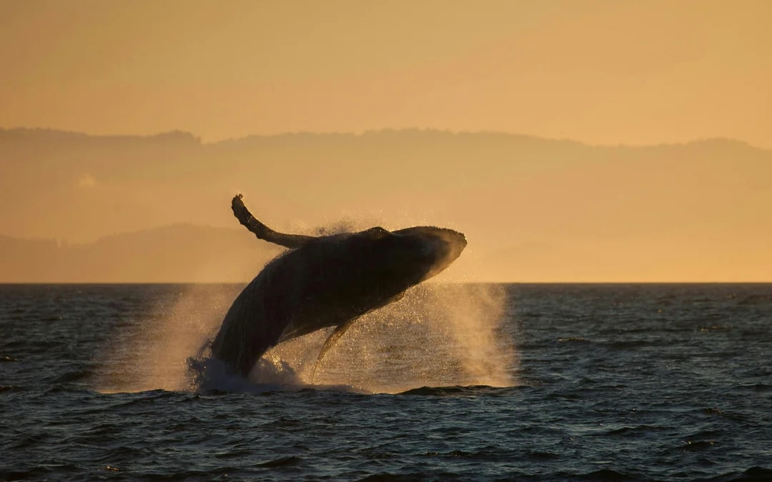 Funchal Sunset Sailing Dolphin & Whale Watching Image 8