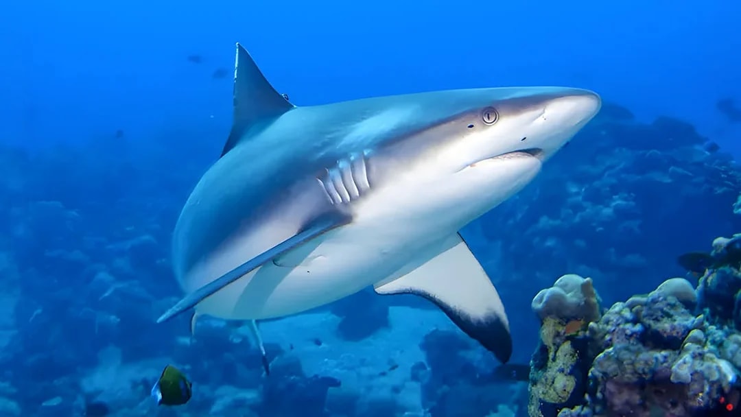 Shark swimming near coral reef at Gardaland Park aquarium.