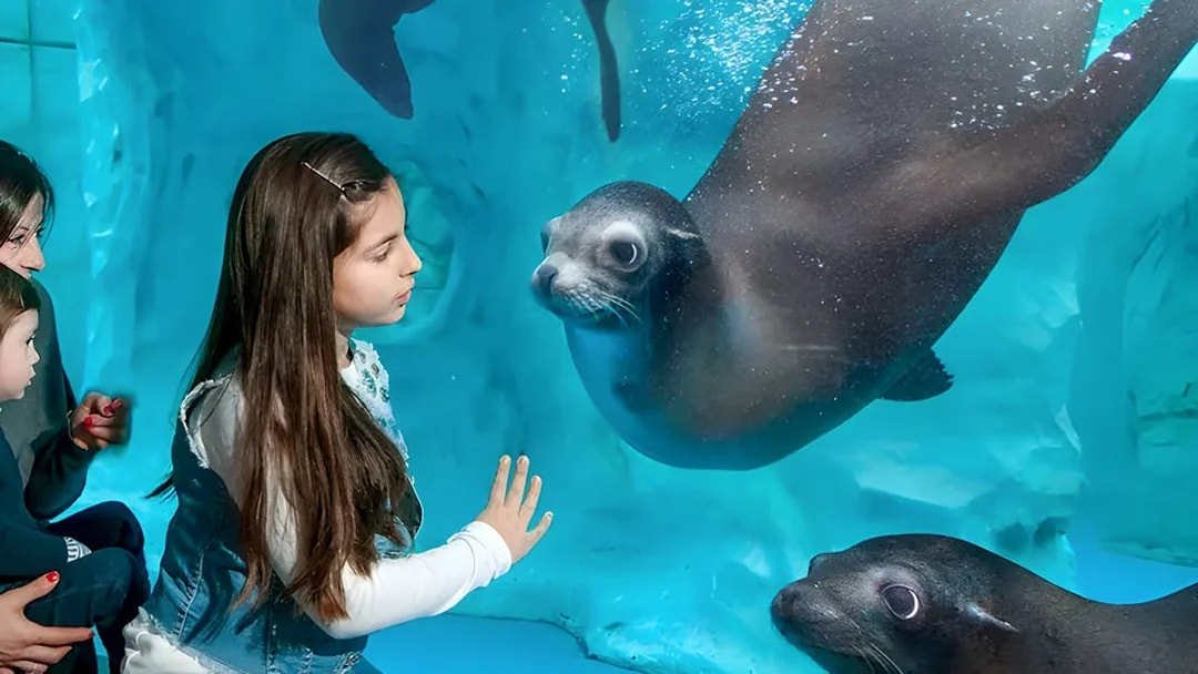 Child interacting with seals at Gardaland Park aquarium.