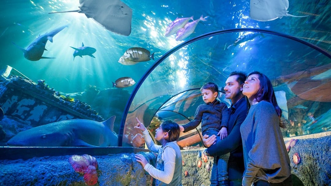 Family observing sea creatures in tunnel at Sea Life Aquarium, Verona.