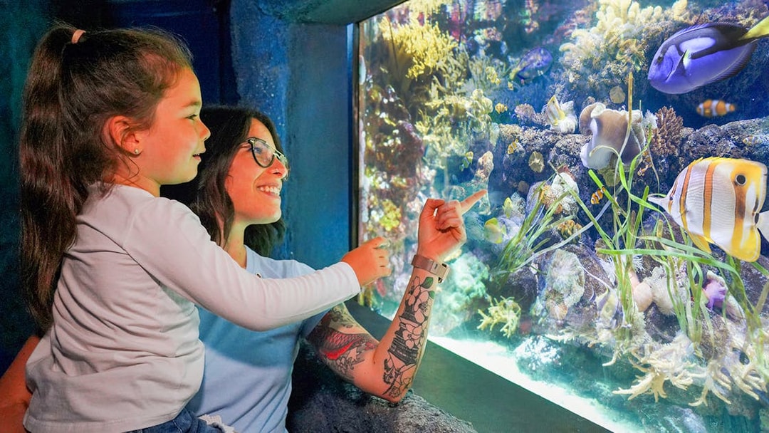 Visitors observing colorful fish at Sea Life Aquarium.