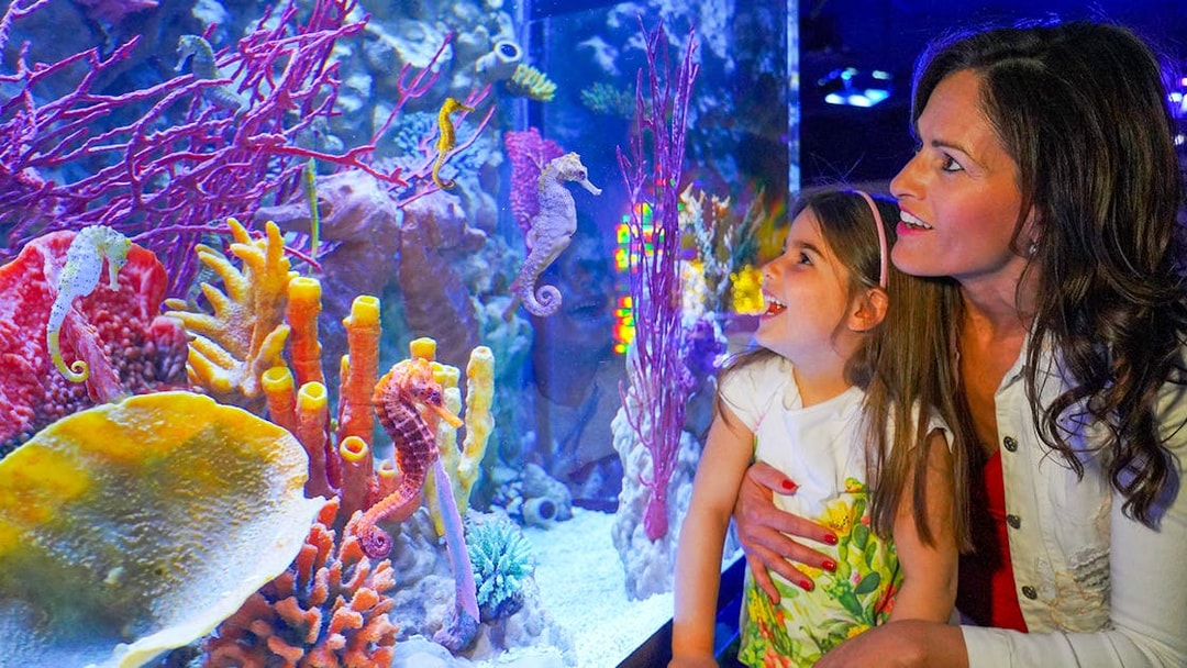 Mother and daughter observing seahorses at Sea Life Aquarium, Verona.