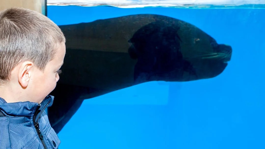 Child observing a sea lion through the glass at Sea Life Aquarium.