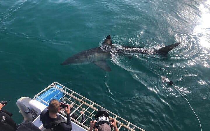Garden Route Adventure Tour from Cape Town: Bungee Jump & Shark Cage Diving with Accommodation Image 2