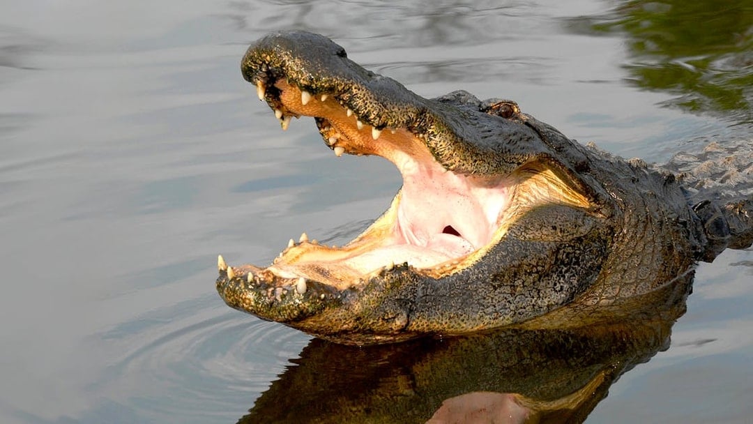 Alligator with open mouth in water at Gatorland, Florida.