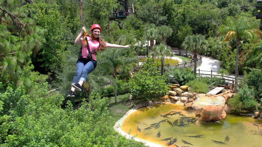 Ziplining over alligator pond at Gatorland, Florida.