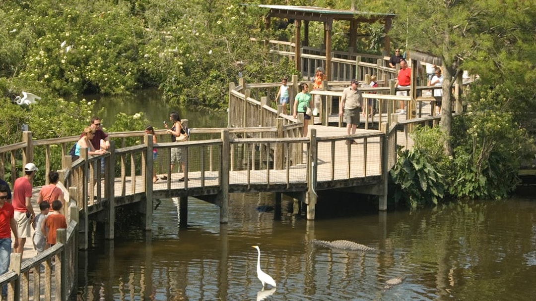 Visitors walking on a wooden boardwalk over a pond with alligators at Gatorland, Orlando.