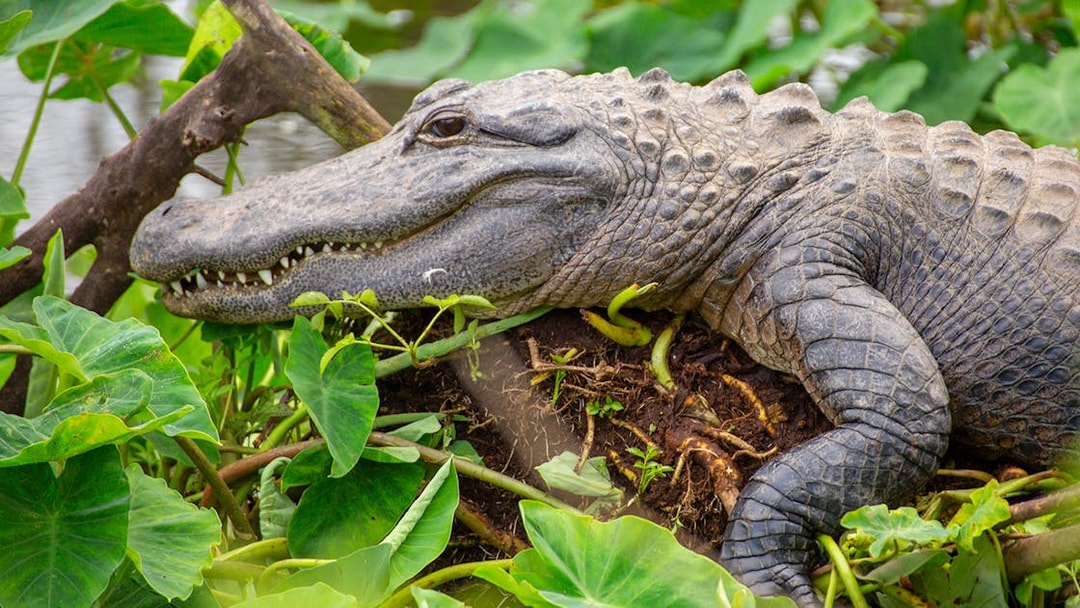 Alligator resting among lush greenery at Gatorland, Florida.