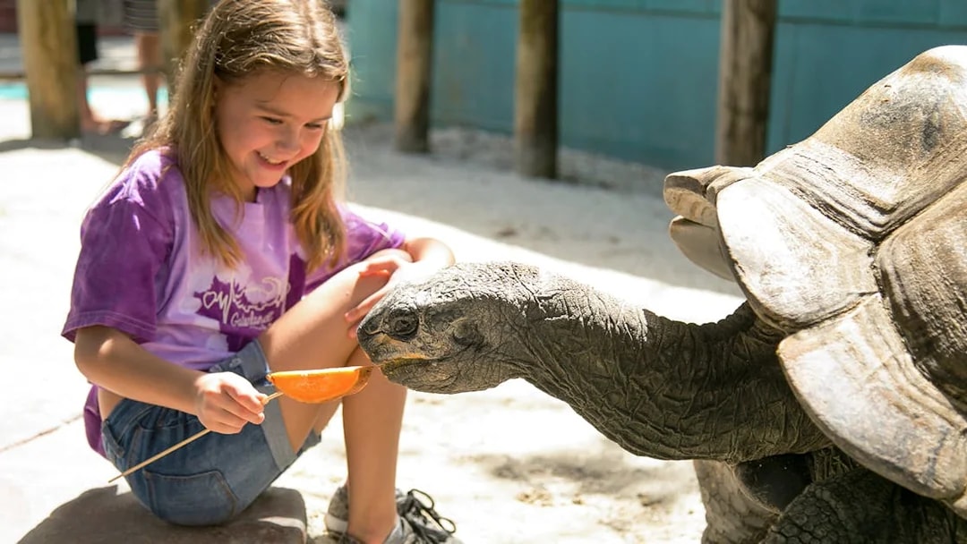 Girl feeding a tortoise at Gatorland, Orlando.