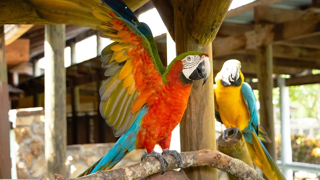 Colorful parrots perched at Gatorland exhibit.
