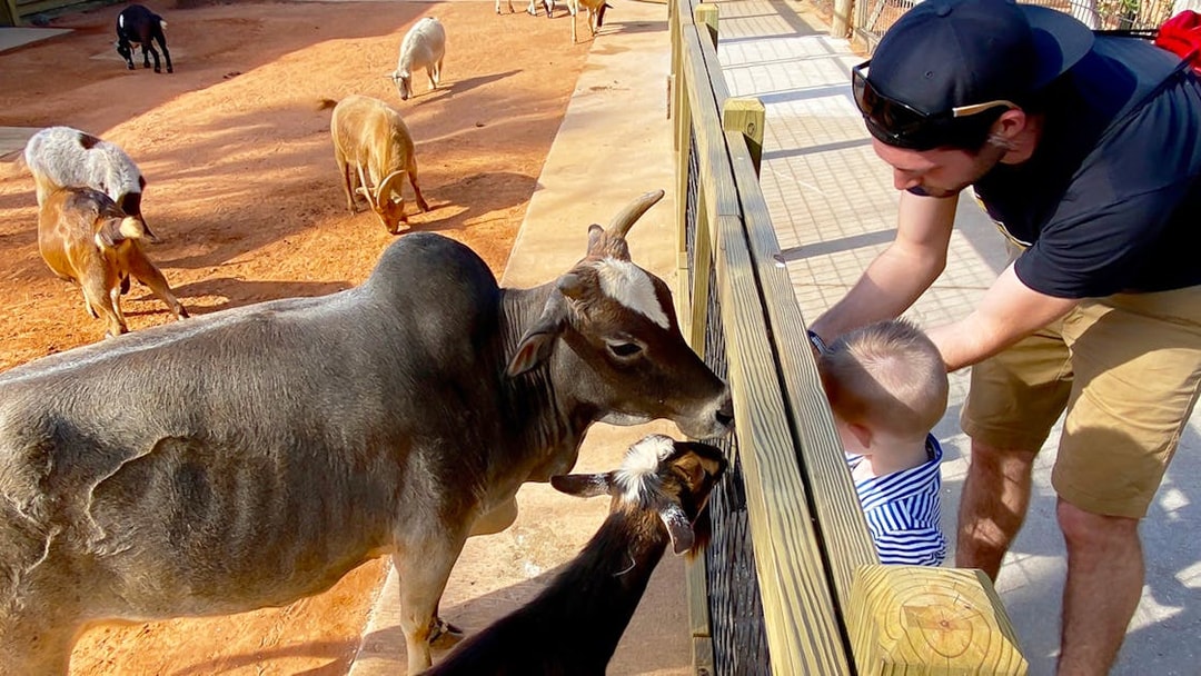 Man and child feeding goats at Gatorland petting zoo.