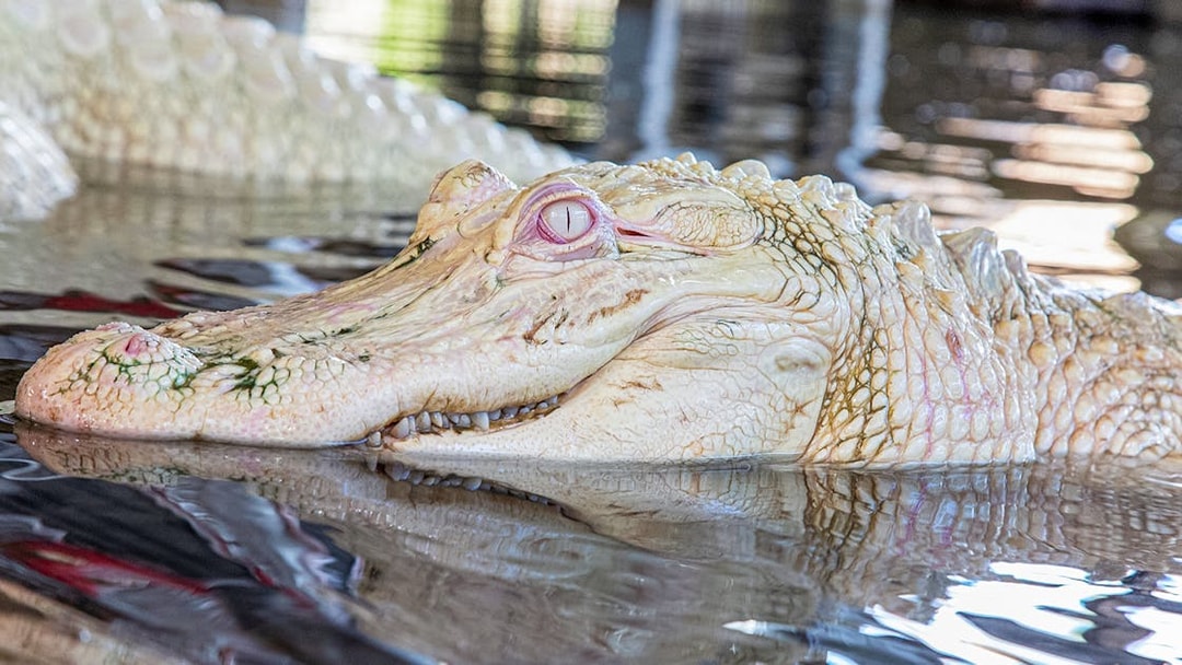 Leucistic alligator with pale skin and light-colored eyes in water.