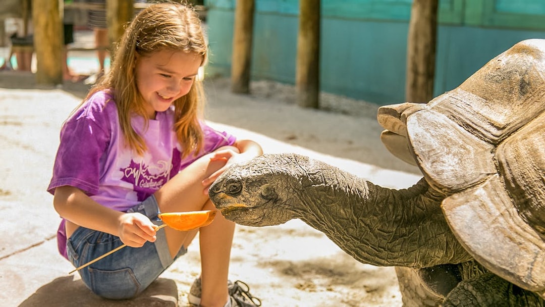 Child feeding a tortoise at Gatorland, Florida.