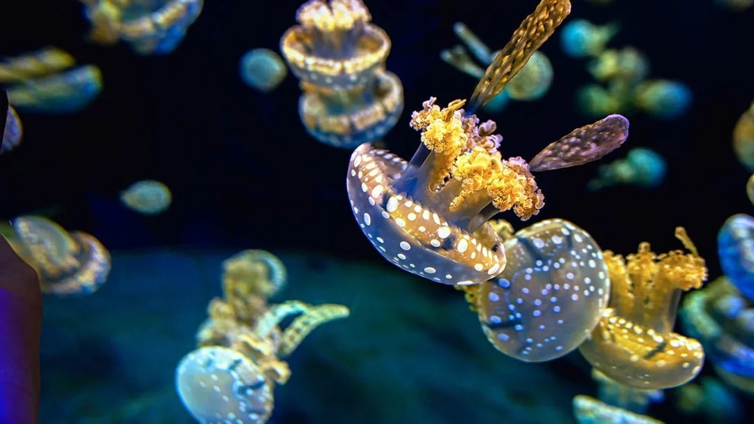 Jellyfish swimming in the Genoa Aquarium exhibit.