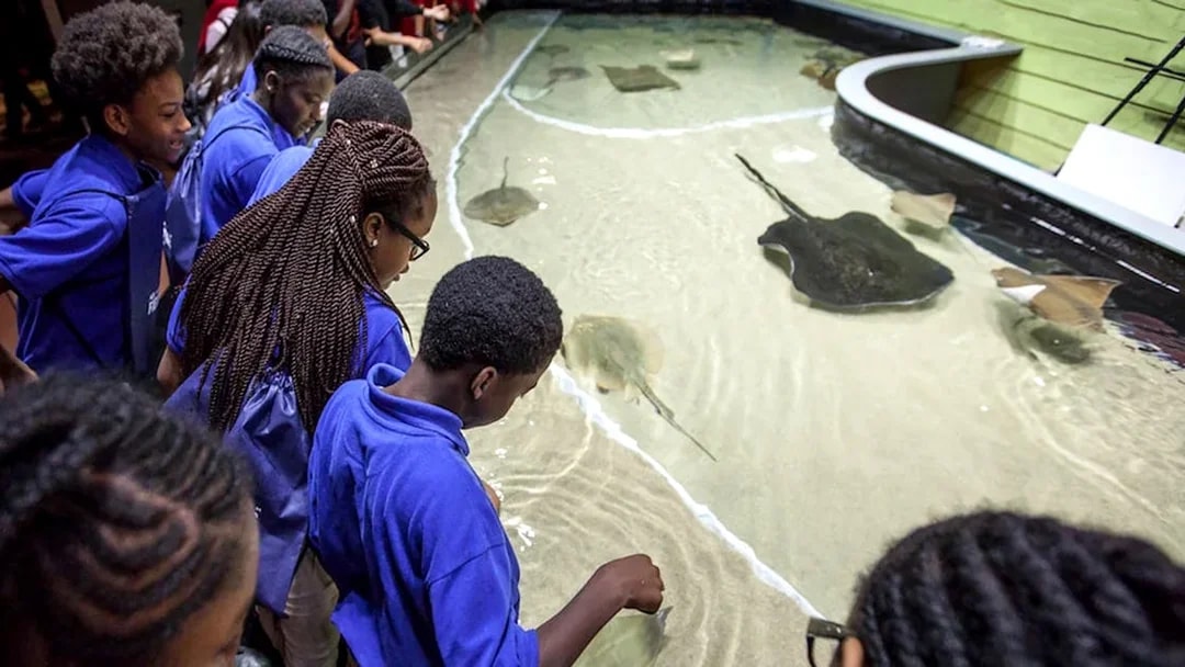 Visitors interacting with stingrays at Georgia Aquarium touch pool.