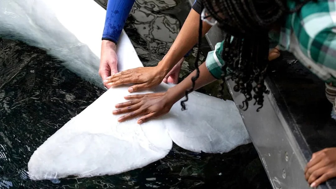Hands touching a beluga whale at Georgia Aquarium.