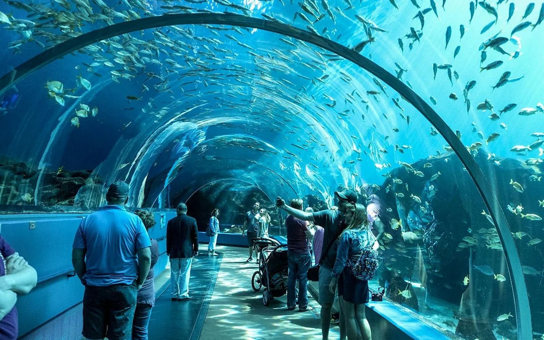 Georgia Aquarium Skip-the-Line Tickets Image 7