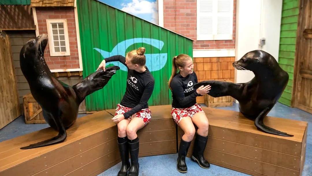 Sea lions interacting with trainers at Georgia Aquarium.