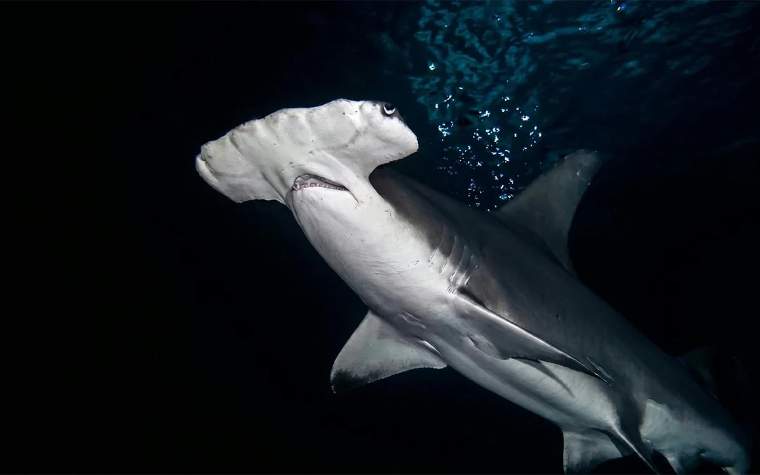 Georgia Aquarium Skip-the-Line Tickets Image 8