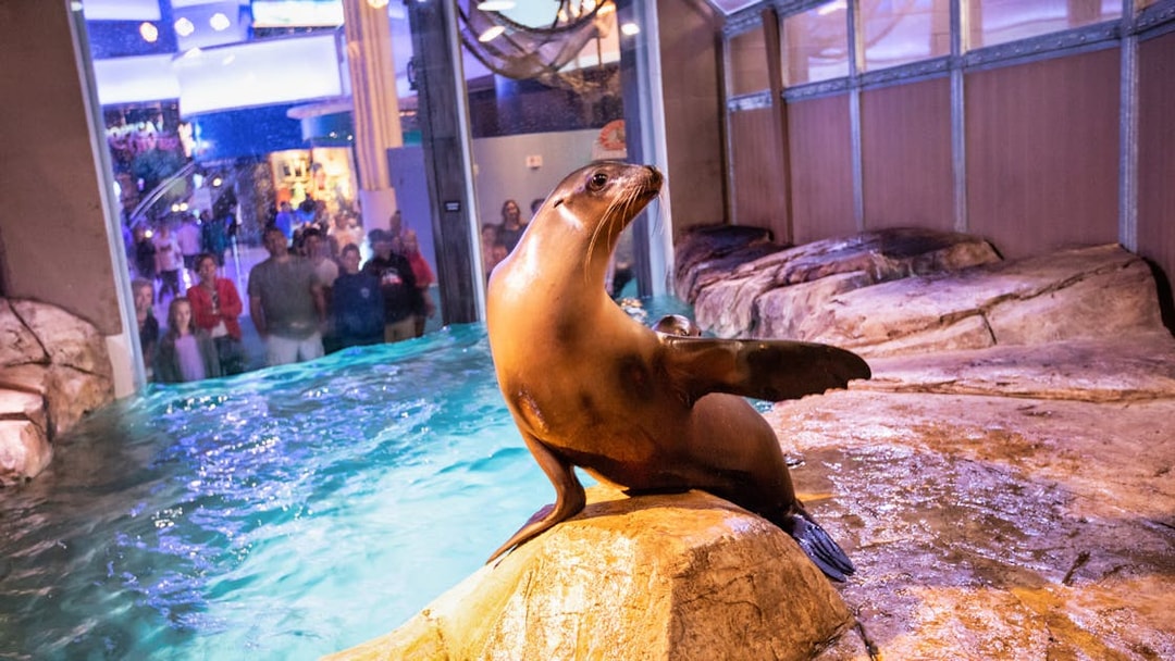 Sea lion on rock at Georgia Aquarium exhibit with visitors watching.