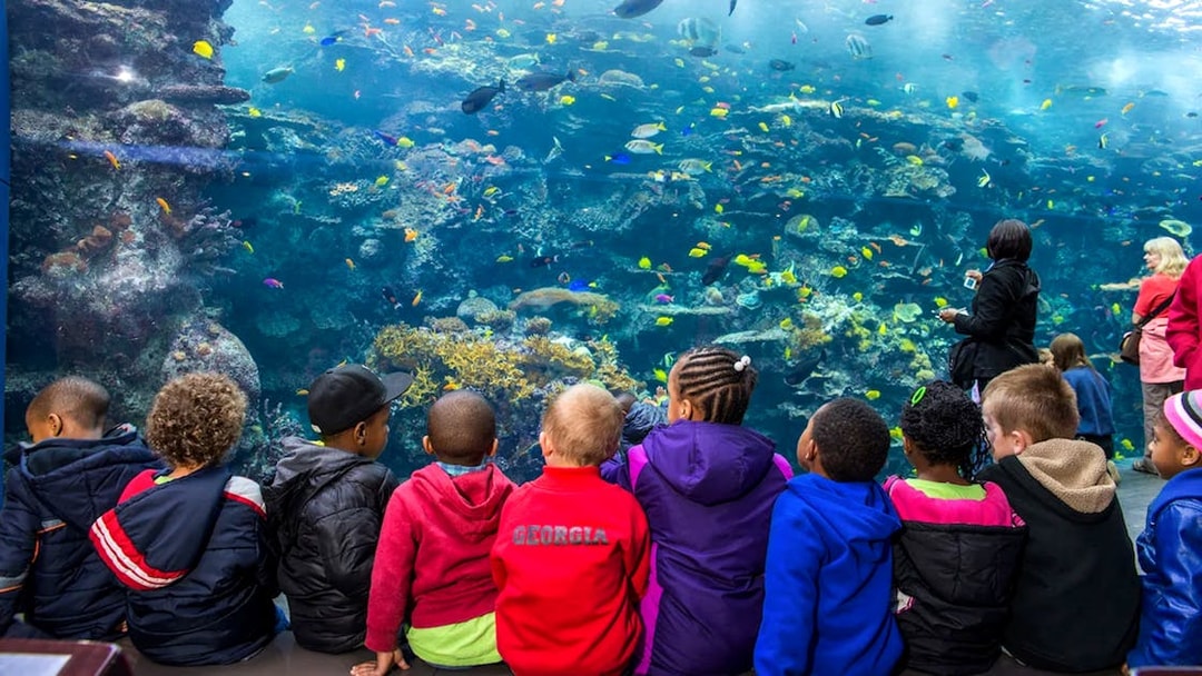Children observing coral reefs and fish at Georgia Aquarium.
